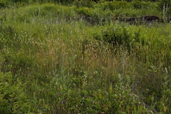 Danthonia intermedia