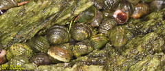 Littorina brevicula