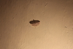 Nausinoe perspectata