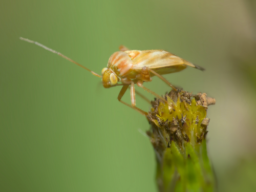 Broken-backed Bug photo 3