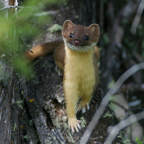 Long-tailed Weasel (Neogale frenata)