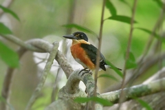 Chloroceryle aenea image