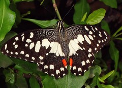 Papilio demoleus