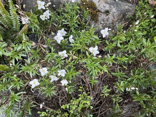 Veronica linifolia, photograph 5