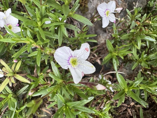 Veronica linifolia, photograph 4