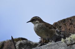 Cinclodes albidiventris