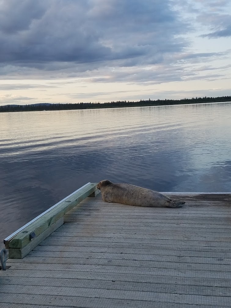Atlantic Bearded Seal from Happy ValleyGoose Bay, NL, Canada on July