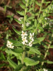 Lithospermum distichum