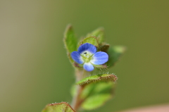 Veronica opaca
