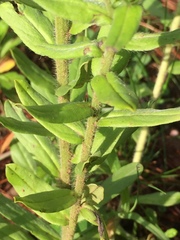 Lithospermum distichum
