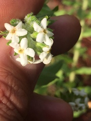 Lithospermum distichum