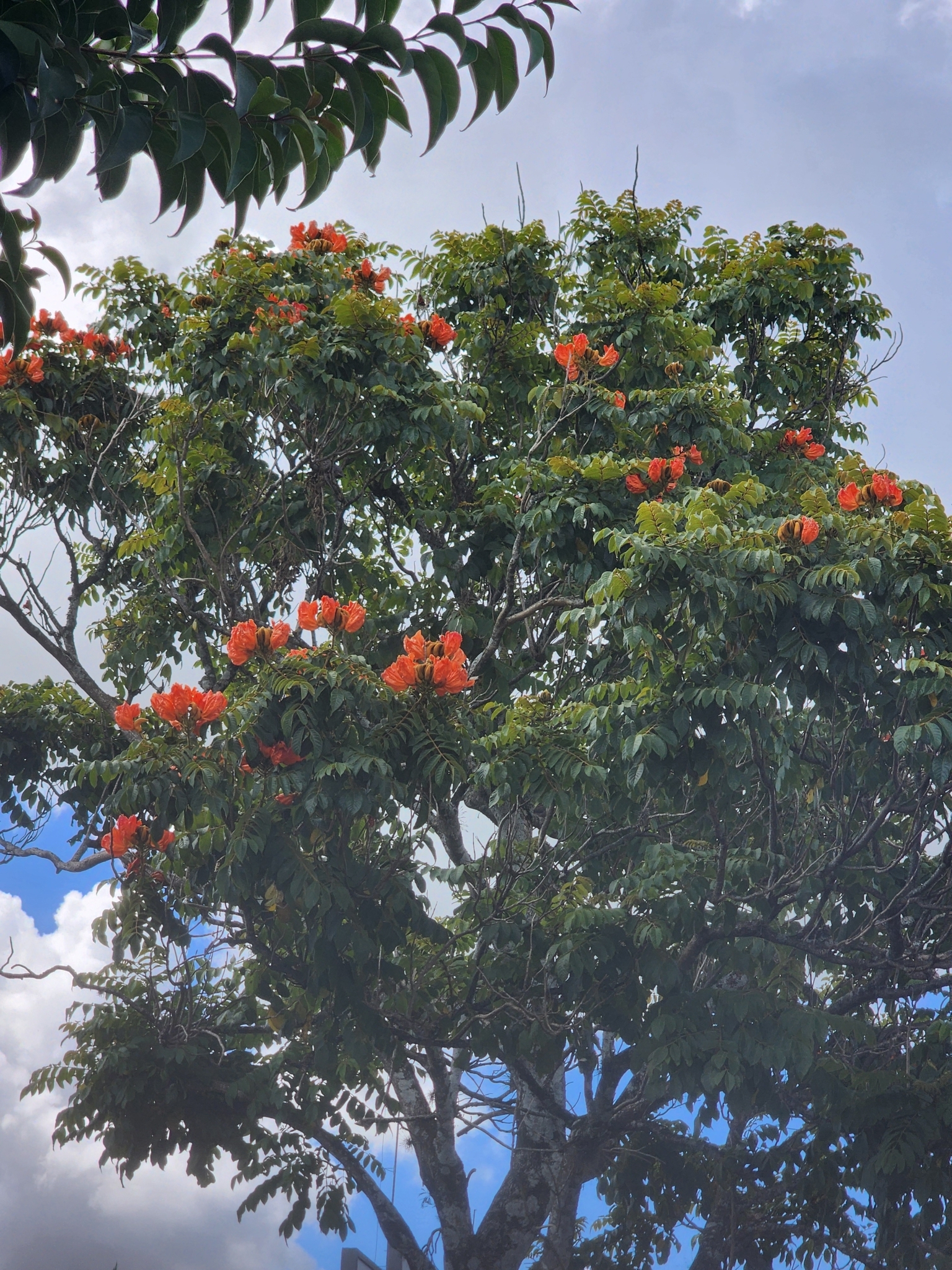 Spathodea campanulata