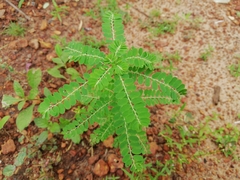 Phyllanthus niruri