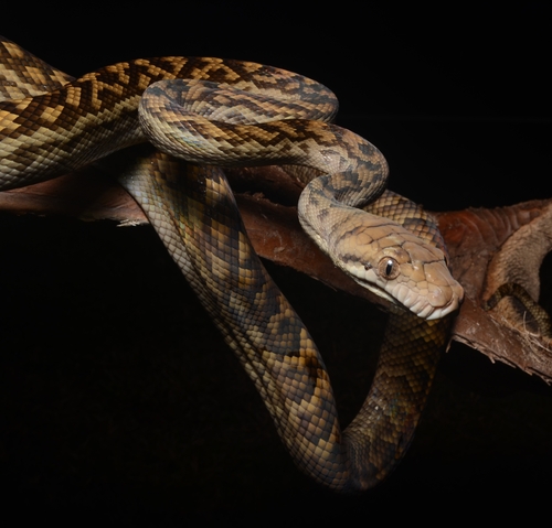 Australian Scrub Python sighting