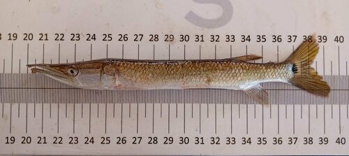 Gar characin (Ctenolucius hujeta) — Ctenoluciidae — 2