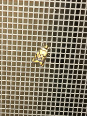 Diptychophora harlequinalis