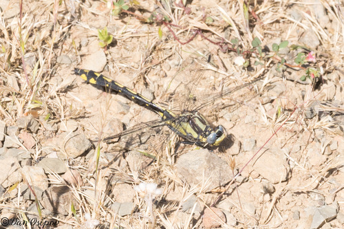 Pacific Clubtail photo 5