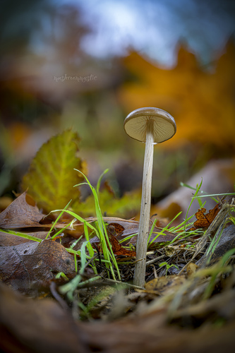 Entoloma hirtipes