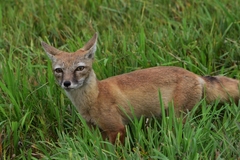 Vulpes corsac