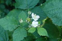 Rubus