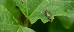 Agrilus chujoi