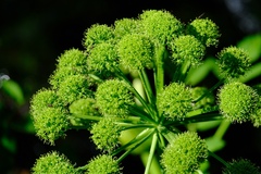 Angelica archangelica