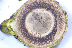 Elaphomyces muricatus image