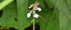 Phryma
