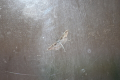 Polythlipta