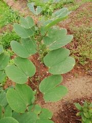 Bauhinia acuminata