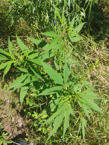 Cannabis