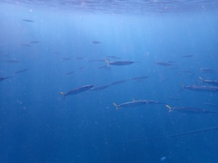 Hemiramphus brasiliensis