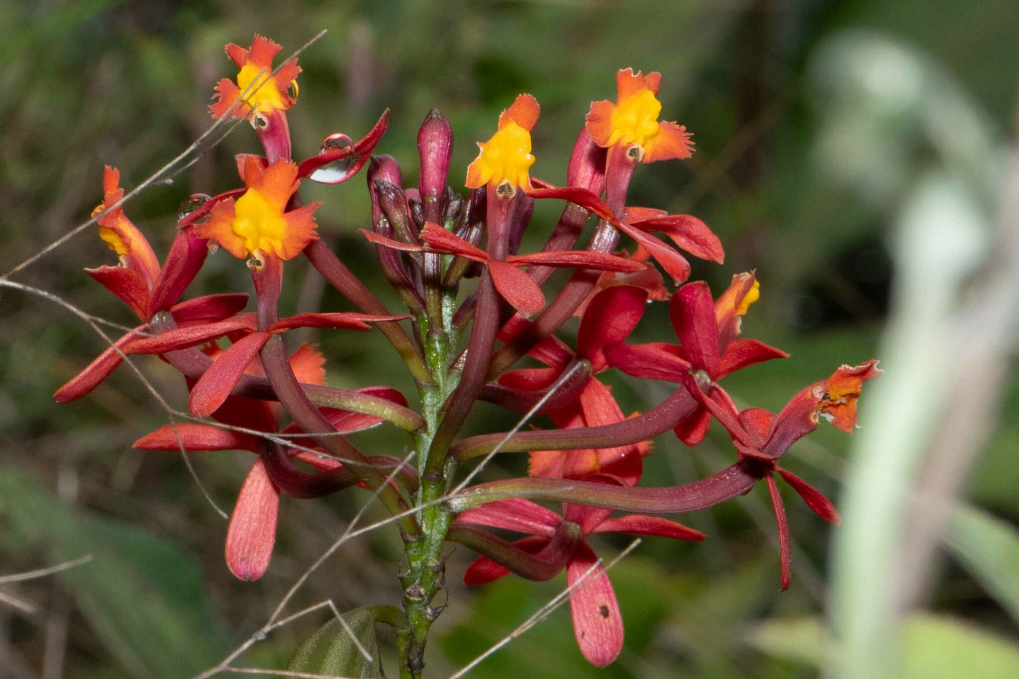Epidendrum tulcanense Hágsater & Dodson 4