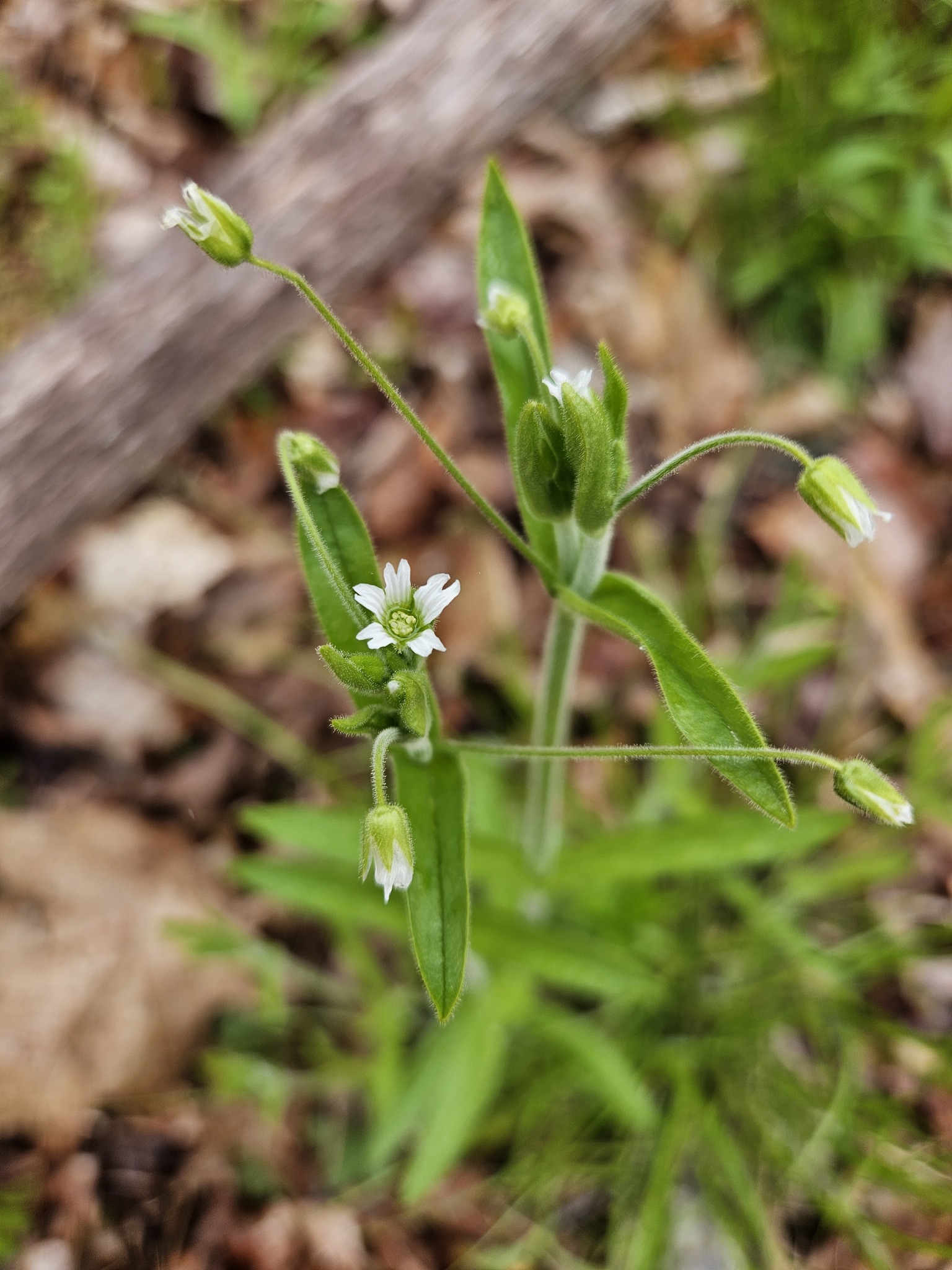 Cerastium nutans