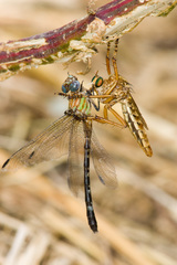 Erpetogomphus eutainia