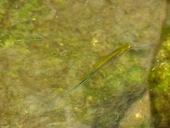 Xiphophorus hellerii