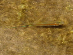 Xiphophorus hellerii