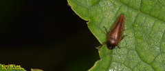 Eoscarta assimilis