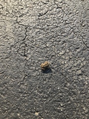 Anaxyrus americanus