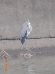 Ardea cinerea