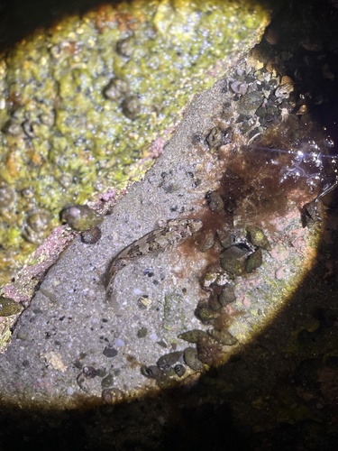 Sonora Blenny