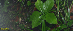 Arisaema amurense