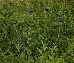 Saussurea pseudotilesii