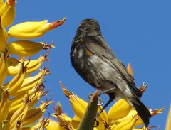 Cinnyris fuscus fuscus