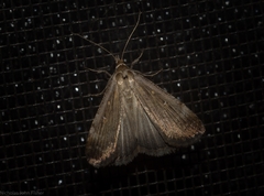 Tathorhynchus fallax