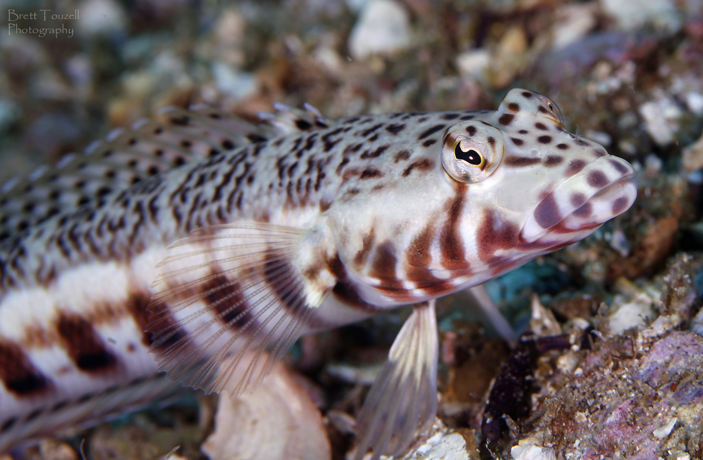 Whitestreak Grubfish from Coffs Harbour - Pt A, AU-NS, AU on December ...