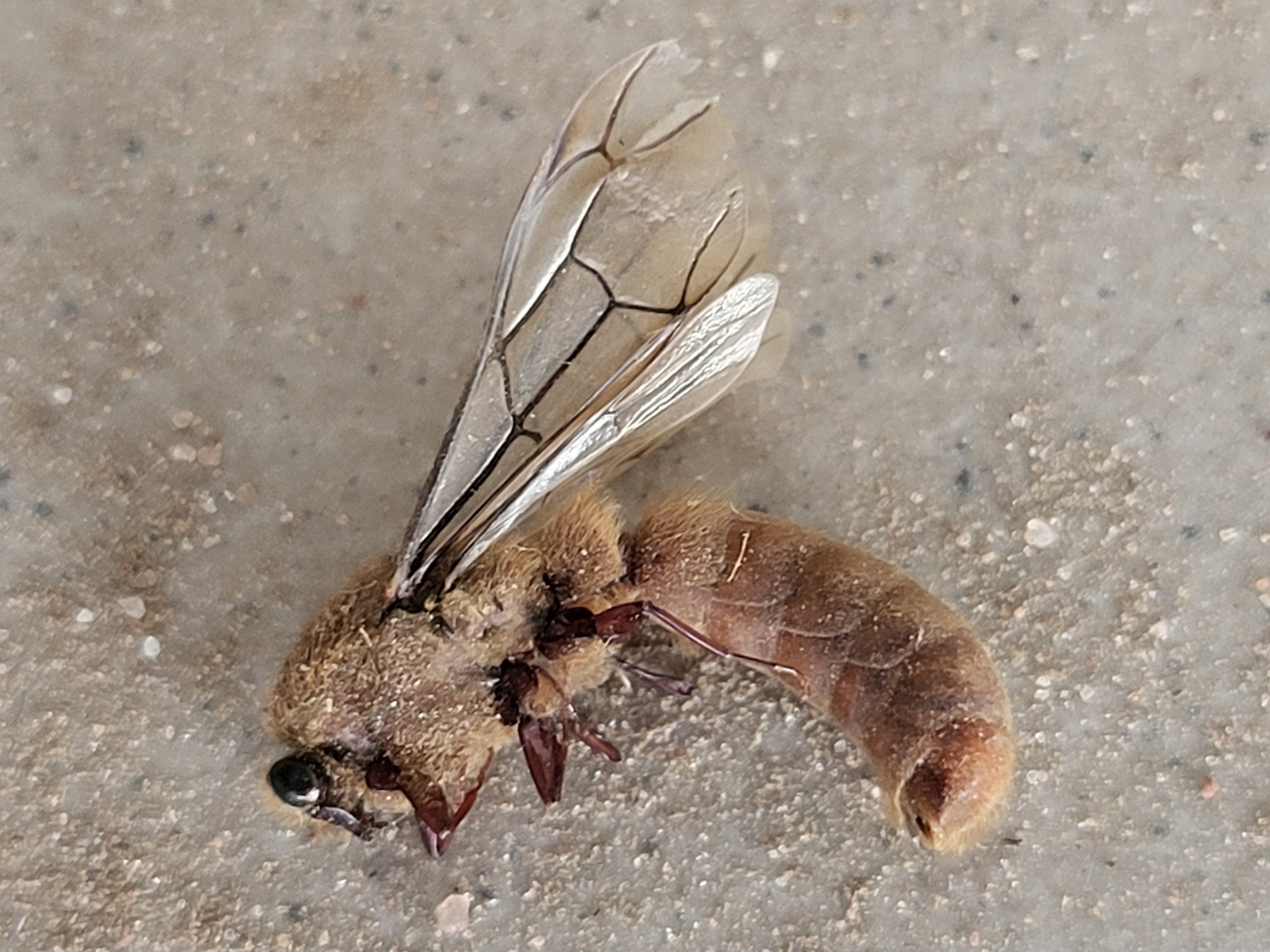 Dorylus fimbriatus