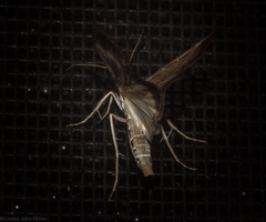 Tathorhynchus fallax