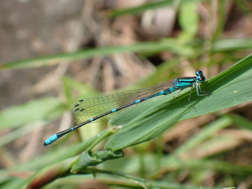 Coenagrion terue