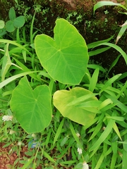 Colocasia esculenta